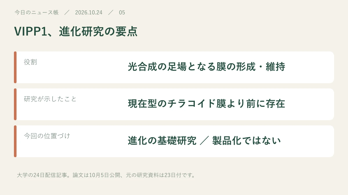 役割:光合成の足場となる膜の形成・維持。研究が示したこと:現在型のチラコイド膜より前に存在。今回の位置づけ:進化の基礎研究 / 製品化ではない